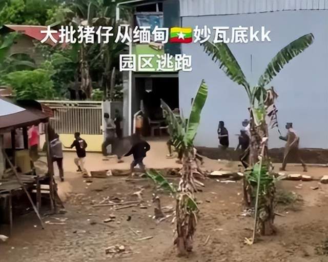 全身照腿部伤痕惊心更多受害家属发声爱游戏平台营救神速！泰方公布星星(图6)
